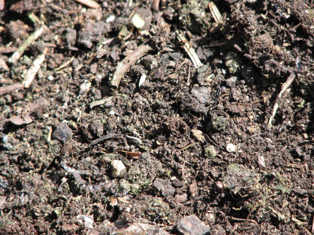 Kompost und Humus